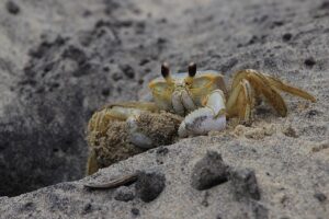 カニのすき焼きセットを通販でお得に購入する方法は？