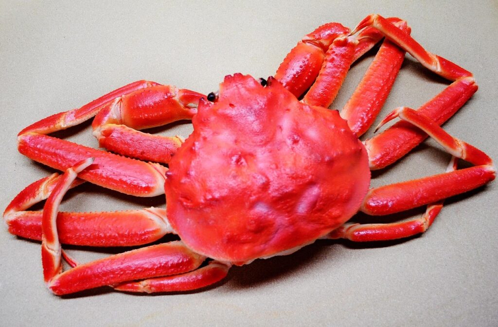 お歳暮にぴったりなズワイガニの通販おすすめ商品は？