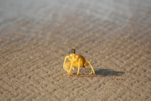 お歳暮に最適なカニの通販は北海道産が一番？