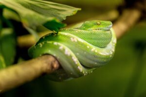 タラバガニの相場は年末にどう変動するのか？