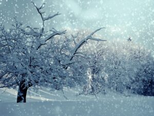 冬の贅沢を楽しむカニお取り寄せのおすすめは？