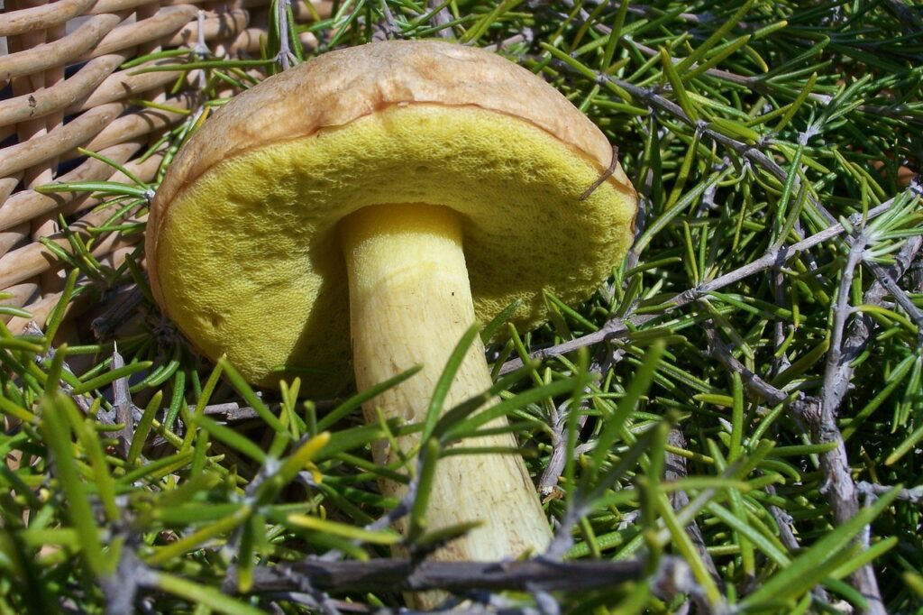 親戚に贈るお歳暮はなにが喜ばれる？