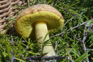 親戚に贈るお歳暮はなにが喜ばれる？