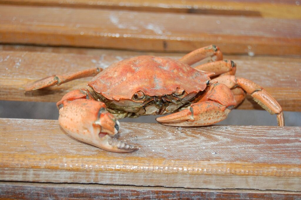 カニの通販で購入したら知っておきたい茹で方は？