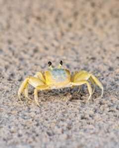 年末にカニを購入する際の注意点は？