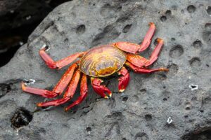 カニのお歳暮で後悔しないための選び方は？