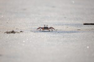 カニのお歳暮はどの口コミを参考に選べばいい？
