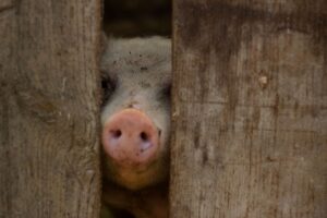 年末年始に食べたいカニの人気おすすめは？